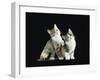 Two Domestic Cat Kittens Looking Up, UK-Jane Burton-Framed Photographic Print