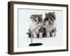 Two Domestic Cat Kittens Play with Magnifying Glass-Jane Burton-Framed Photographic Print