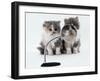 Two Domestic Cat Kittens Play with Magnifying Glass-Jane Burton-Framed Photographic Print