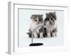 Two Domestic Cat Kittens Play with Magnifying Glass-Jane Burton-Framed Photographic Print