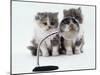 Two Domestic Cat Kittens Play with Magnifying Glass-Jane Burton-Mounted Photographic Print
