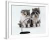 Two Domestic Cat Kittens Play with Magnifying Glass-Jane Burton-Framed Photographic Print