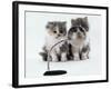 Two Domestic Cat Kittens Play with Magnifying Glass-Jane Burton-Framed Photographic Print