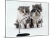 Two Domestic Cat Kittens Play with Magnifying Glass-Jane Burton-Mounted Photographic Print