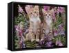 Two Domestic Ginger Kittens (Felis Catus) Surrounded by Flowers-Jane Burton-Framed Stretched Canvas