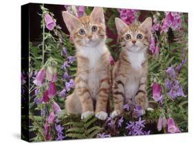 Two Domestic Ginger Kittens (Felis Catus) Surrounded by Flowers-Jane Burton-Stretched Canvas