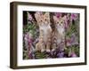 Two Domestic Ginger Kittens (Felis Catus) Surrounded by Flowers-Jane Burton-Framed Photographic Print