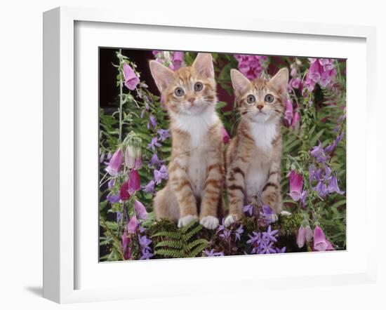 Two Domestic Ginger Kittens (Felis Catus) Surrounded by Flowers-Jane Burton-Framed Photographic Print