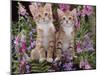 Two Domestic Ginger Kittens (Felis Catus) Surrounded by Flowers-Jane Burton-Mounted Photographic Print