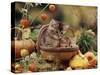 Two Domestic Kittens (Felis Catus) in Basket Surrounded by Pumpkins-Jane Burton-Stretched Canvas