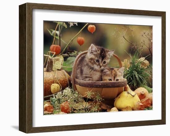 Two Domestic Kittens (Felis Catus) in Basket Surrounded by Pumpkins-Jane Burton-Framed Photographic Print