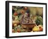 Two Domestic Kittens (Felis Catus) in Basket Surrounded by Pumpkins-Jane Burton-Framed Photographic Print