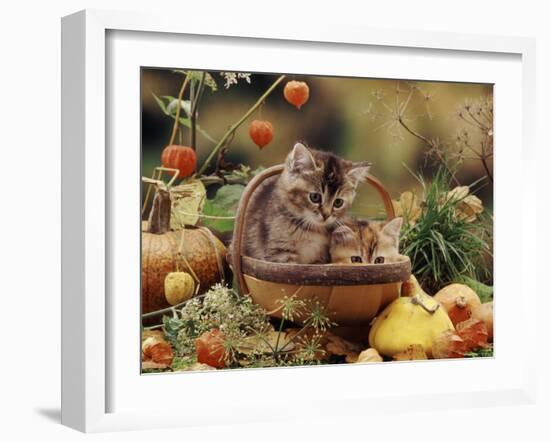 Two Domestic Kittens (Felis Catus) in Basket Surrounded by Pumpkins-Jane Burton-Framed Photographic Print