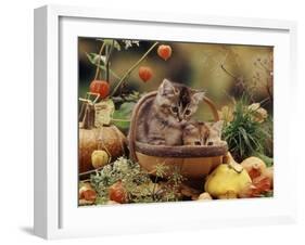 Two Domestic Kittens (Felis Catus) in Basket Surrounded by Pumpkins-Jane Burton-Framed Photographic Print