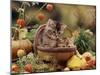 Two Domestic Kittens (Felis Catus) in Basket Surrounded by Pumpkins-Jane Burton-Mounted Photographic Print