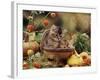 Two Domestic Kittens (Felis Catus) in Basket Surrounded by Pumpkins-Jane Burton-Framed Photographic Print