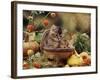 Two Domestic Kittens (Felis Catus) in Basket Surrounded by Pumpkins-Jane Burton-Framed Photographic Print