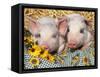 Two Domestic Piglets, Mixed-Breed-Lynn M. Stone-Framed Stretched Canvas