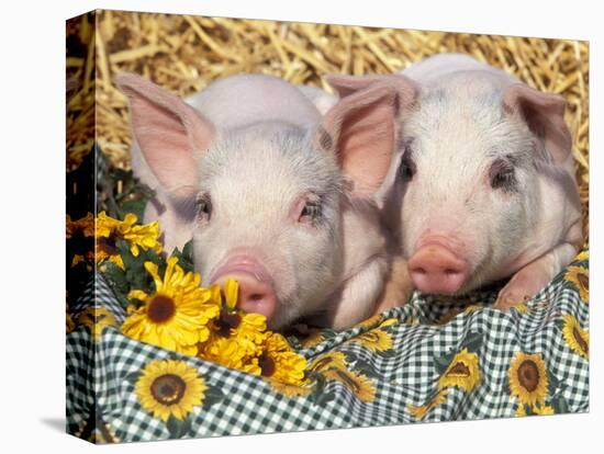 Two Domestic Piglets, Mixed-Breed-Lynn M. Stone-Stretched Canvas