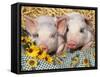 Two Domestic Piglets, Mixed-Breed-Lynn M. Stone-Framed Stretched Canvas