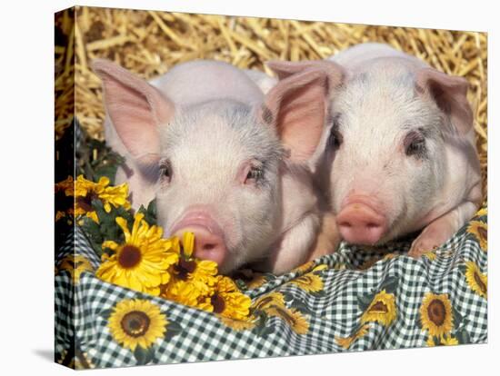 Two Domestic Piglets, Mixed-Breed-Lynn M. Stone-Stretched Canvas