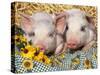 Two Domestic Piglets, Mixed-Breed-Lynn M. Stone-Stretched Canvas