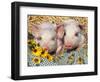 Two Domestic Piglets, Mixed-Breed-Lynn M. Stone-Framed Premium Photographic Print