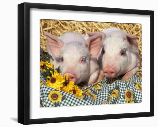 Two Domestic Piglets, Mixed-Breed-Lynn M. Stone-Framed Premium Photographic Print