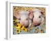 Two Domestic Piglets, Mixed-Breed-Lynn M. Stone-Framed Premium Photographic Print