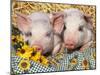 Two Domestic Piglets, Mixed-Breed-Lynn M. Stone-Mounted Premium Photographic Print