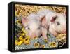 Two Domestic Piglets, Mixed-Breed-Lynn M. Stone-Framed Stretched Canvas