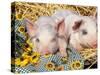 Two Domestic Piglets, Mixed-Breed-Lynn M. Stone-Stretched Canvas