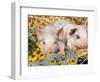 Two Domestic Piglets, Mixed-Breed-Lynn M. Stone-Framed Premium Photographic Print