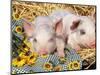 Two Domestic Piglets, Mixed-Breed-Lynn M. Stone-Mounted Premium Photographic Print