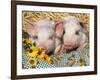 Two Domestic Piglets, Mixed-Breed-Lynn M. Stone-Framed Photographic Print