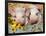 Two Domestic Piglets, Mixed-Breed-Lynn M. Stone-Framed Photographic Print