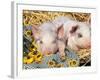 Two Domestic Piglets, Mixed-Breed-Lynn M. Stone-Framed Photographic Print