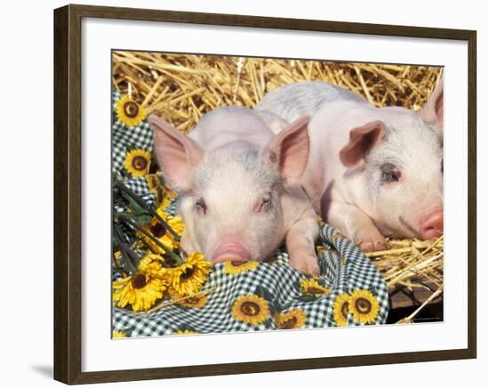 Two Domestic Piglets, Mixed-Breed-Lynn M. Stone-Framed Photographic Print