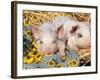 Two Domestic Piglets, Mixed-Breed-Lynn M. Stone-Framed Photographic Print