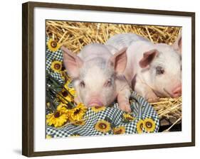 Two Domestic Piglets, Mixed-Breed-Lynn M. Stone-Framed Photographic Print