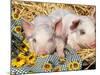 Two Domestic Piglets, Mixed-Breed-Lynn M. Stone-Mounted Photographic Print