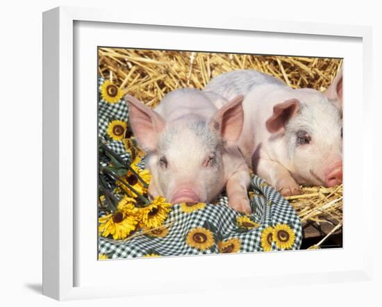 Two Domestic Piglets, Mixed-Breed-Lynn M. Stone-Framed Photographic Print