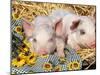 Two Domestic Piglets, Mixed-Breed-Lynn M. Stone-Mounted Photographic Print