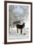 Two Donkeys Brown and Grey under Frost-Covered Birches on Wintry Belt-Harald Lange-Framed Photographic Print