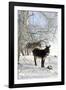 Two Donkeys Brown and Grey under Frost-Covered Birches on Wintry Belt-Harald Lange-Framed Photographic Print