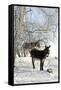 Two Donkeys Brown and Grey under Frost-Covered Birches on Wintry Belt-Harald Lange-Framed Stretched Canvas