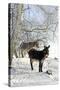 Two Donkeys Brown and Grey under Frost-Covered Birches on Wintry Belt-Harald Lange-Stretched Canvas