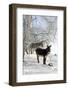 Two Donkeys Brown and Grey under Frost-Covered Birches on Wintry Belt-Harald Lange-Framed Photographic Print