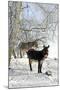 Two Donkeys Brown and Grey under Frost-Covered Birches on Wintry Belt-Harald Lange-Mounted Photographic Print