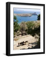 Two Donkeys in the St. Paul Bay, Lindos, Rhodes, Dodecanese, Greek Islands, Greece, Europe-Oliviero Olivieri-Framed Photographic Print